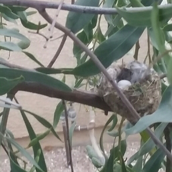 Thank you my fellow poshers! - Picture 5 of 6